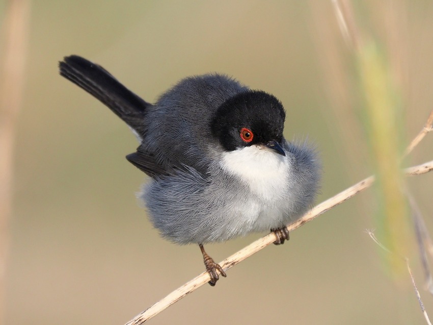 Occhiocotto  (Sylvia melanocephala)